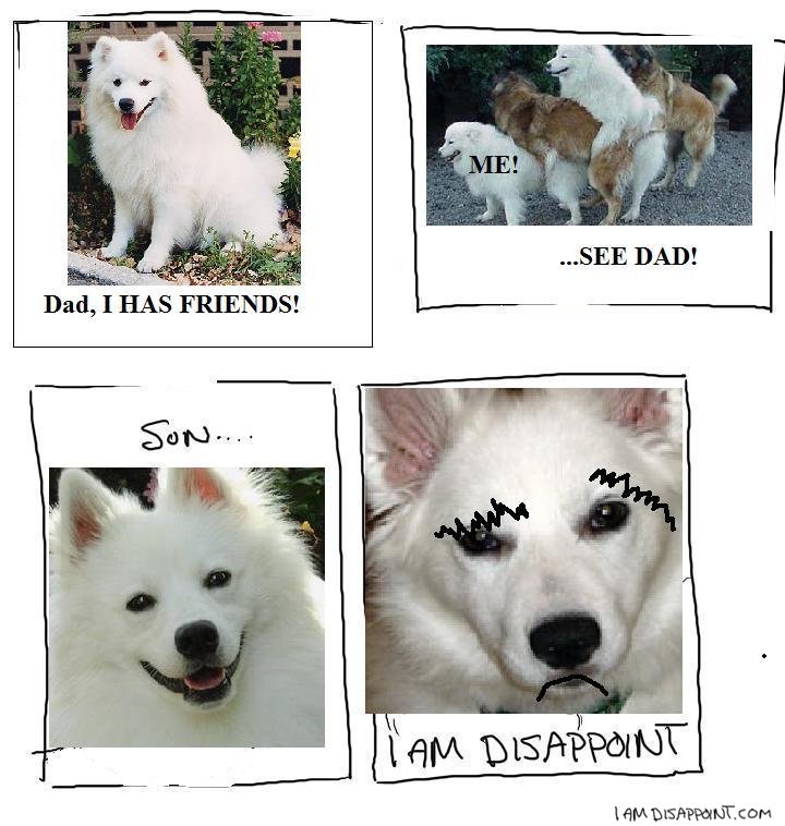 Tehdogs